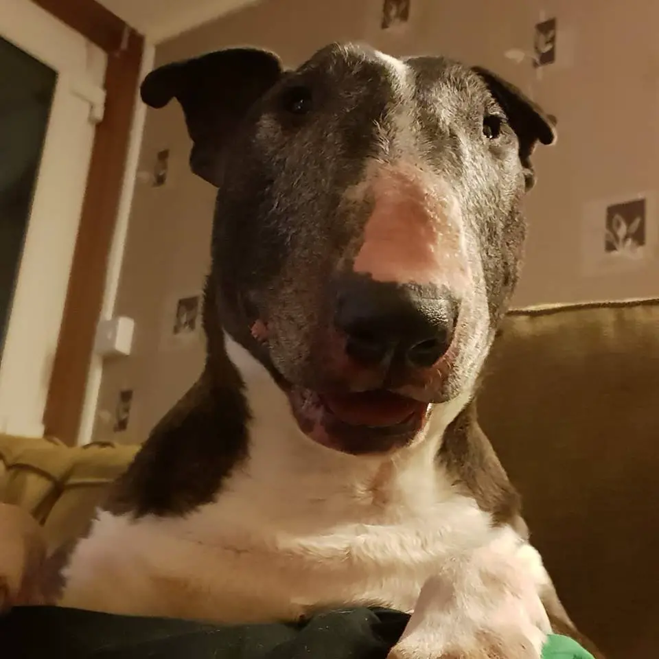 An English Bull Terrier sitting on the couch