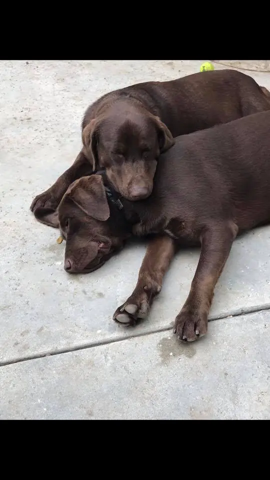 two brown Labrador puppies sleeping on the floor