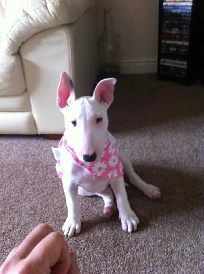 An English Bull Terrier puppy wearing a pink scarf with daisy pattern while sitting on the floor