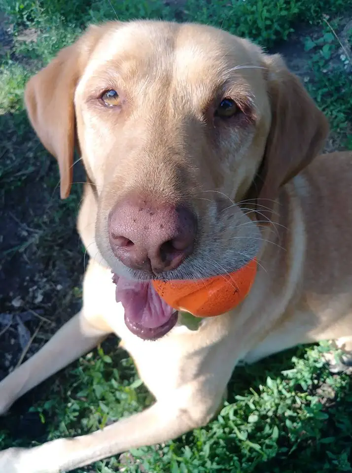 Labrador lying on the grass with ball in its mouth