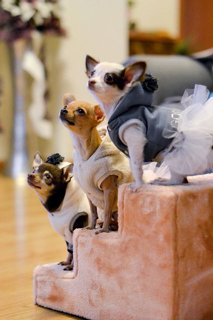 three Chihuahua in their adorable outfits sitting on the stairs