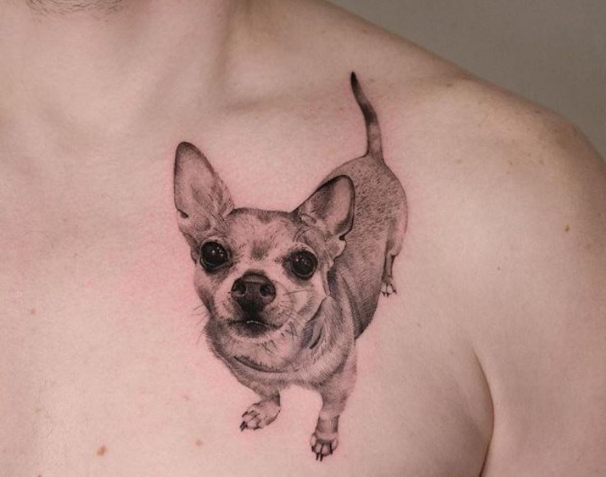 curious Chihuahua tattoo on the chest
