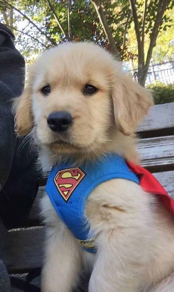 Golden Retriever puppy in superman costume