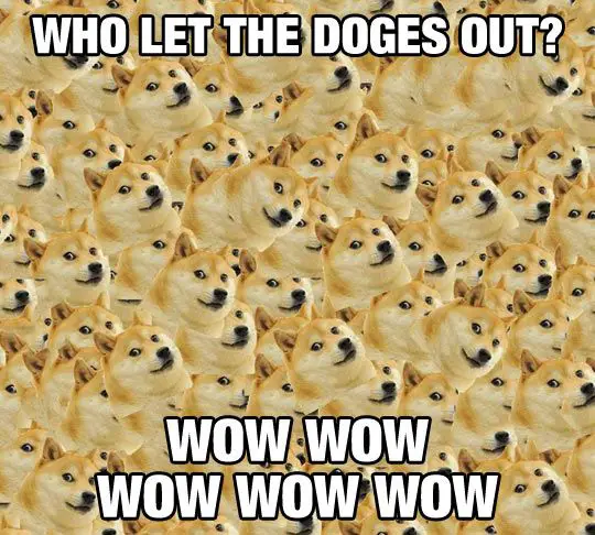 photo full of Shiba Inu faces with text 
