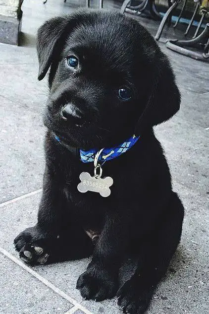 cute black Labrador sitting on the ground