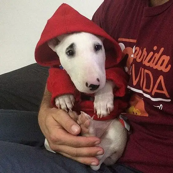 An English Bull Terrier puppy wearing red hooded sweater while sitting on the lap of the man
