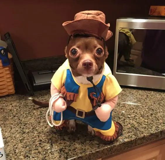 A Chihuahua in cowboy outfit while sitting on the counter top