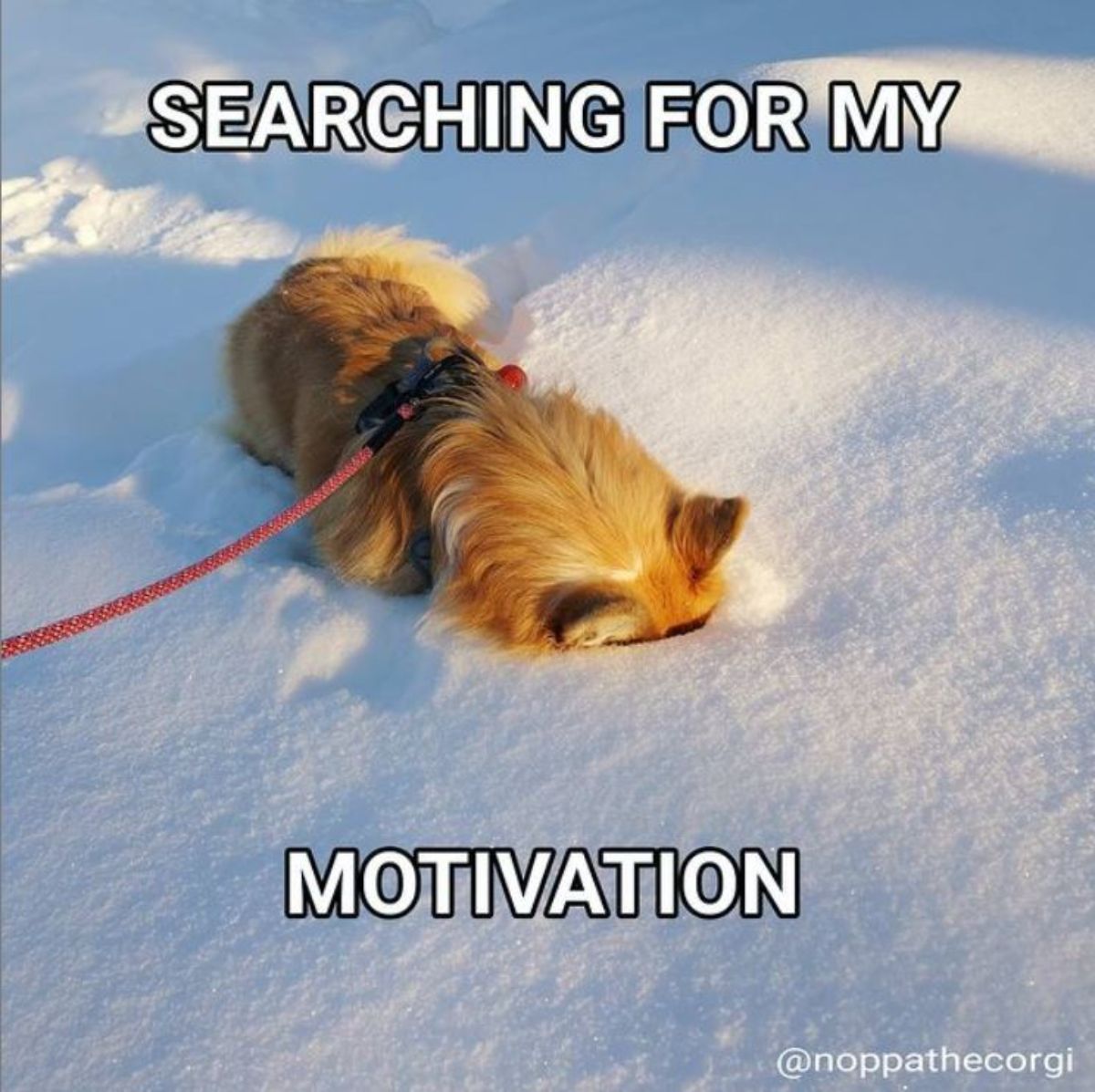 corgi dog with its face buried in snow and a text "Searching for my motivation"