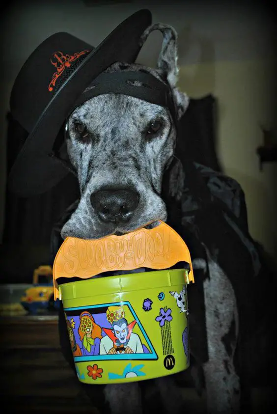 Great Dane wearing a black cape, mask, and a hat while holding a small scoobydoo bucket with its mouth