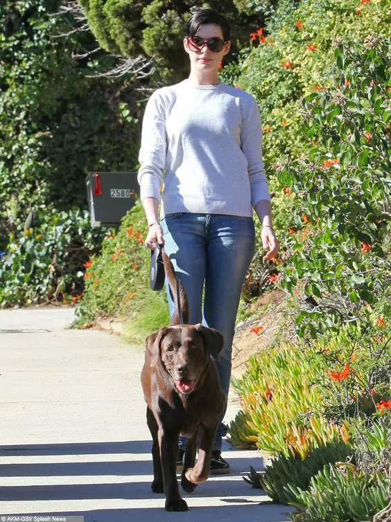 Ann Hathaway walking her dog outdoors with her Labrador Retriever