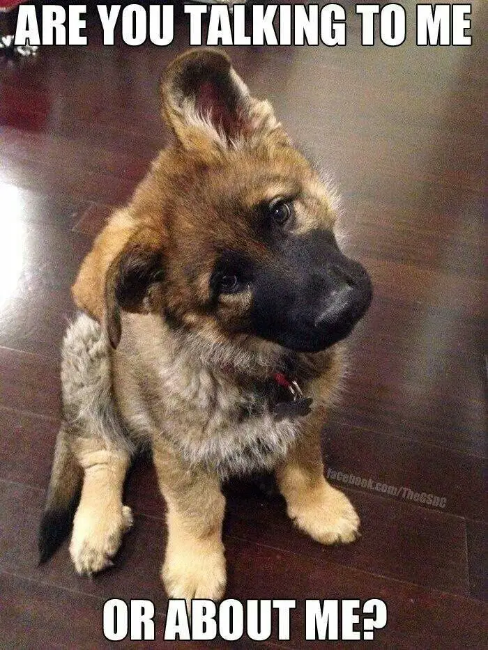 A German Shepherd puppy sitting on the floor while tilting its head photo with text - Are you talking to me or about me?