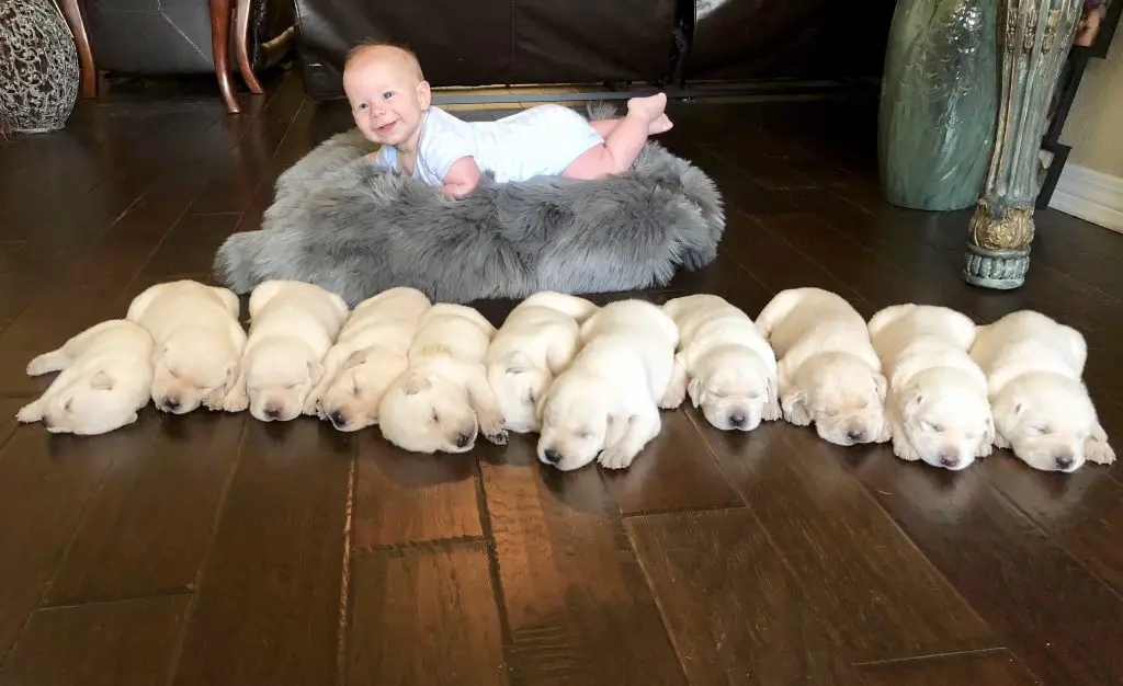 line of white Labrador puppies on the floor