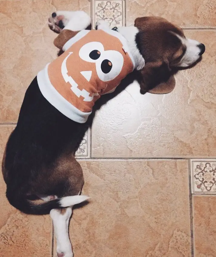 Beagle wearing a cookie monster shirt while sleeping on the floor