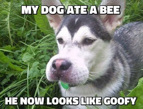 Husky in the green grass with its mouth swollen photo with a text 