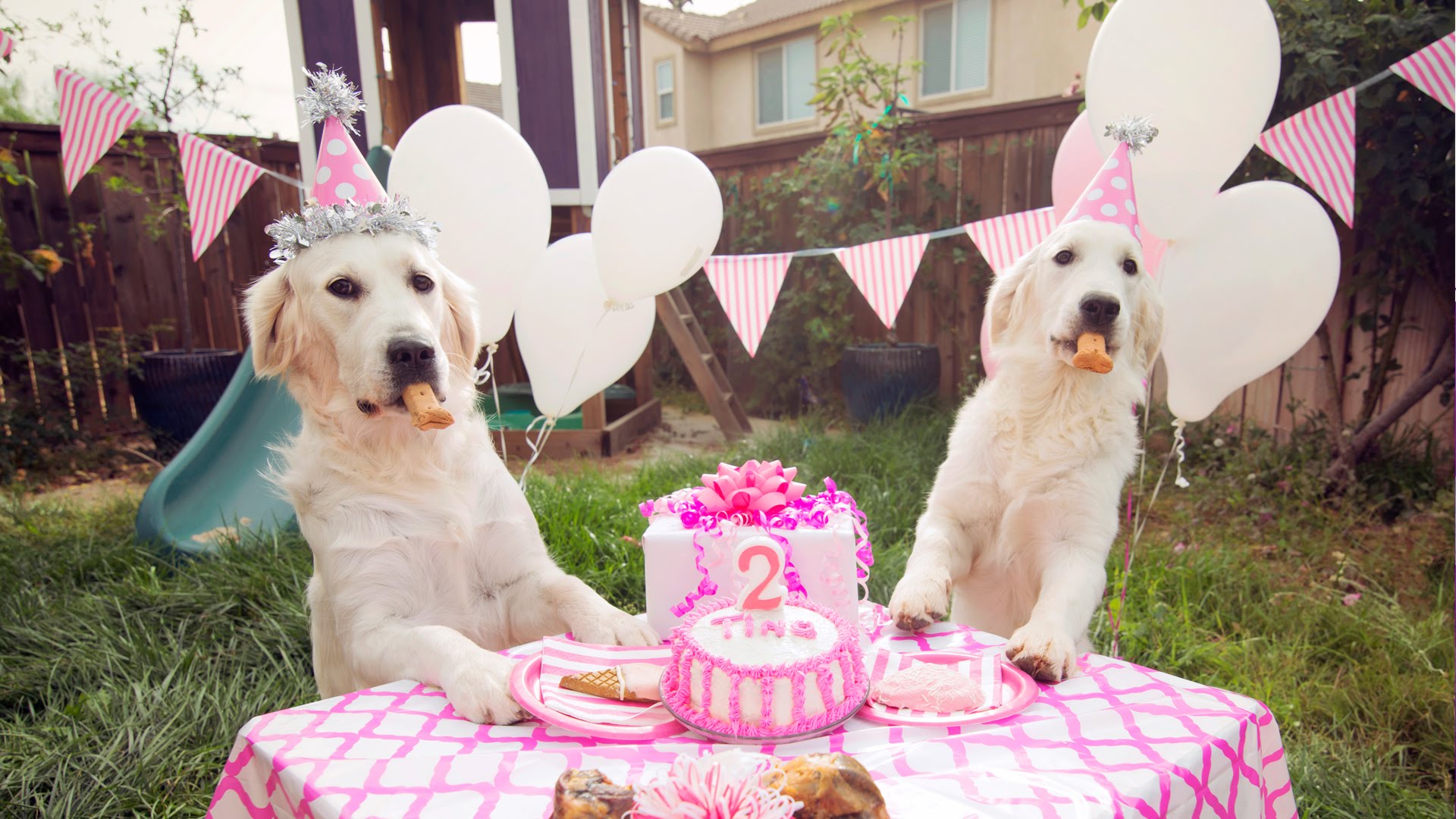 two Golden Retrievers wearing pink cone hats standing up against the table with cake celebrating their birthday