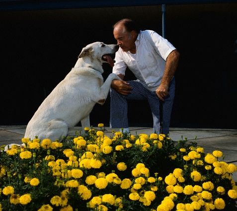 Bob Hope in the garden with his German Shepherd