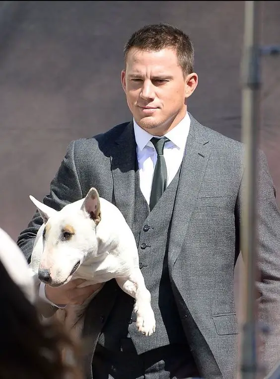 Channing Tatum carrying his English Bull Terrier