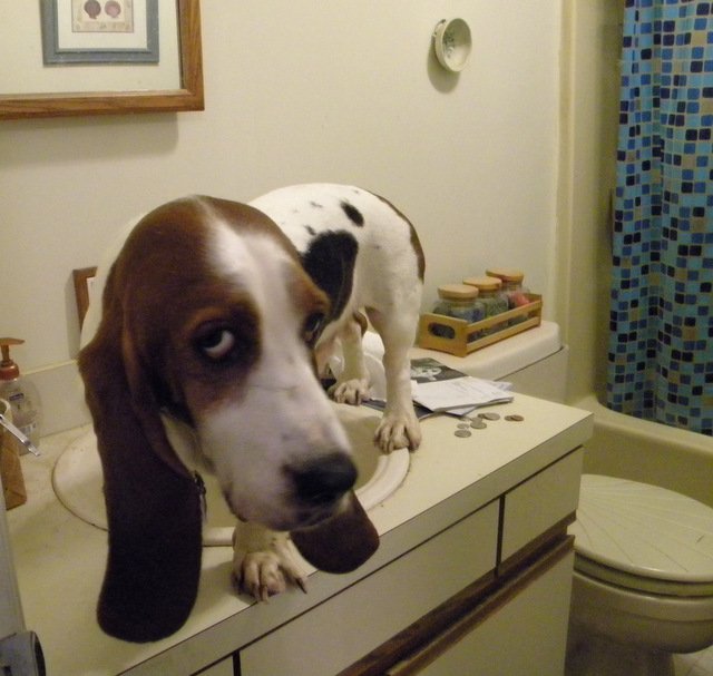Basset Hound on the sink