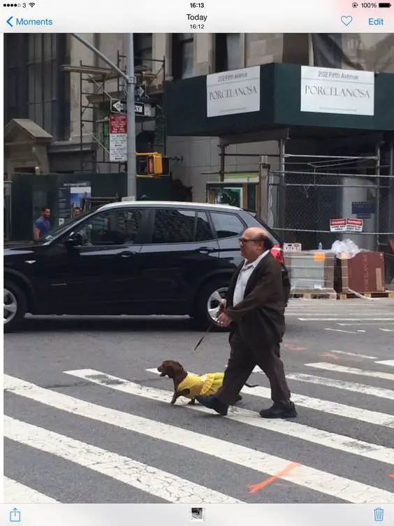 Danny Davito crossing the pedestrian with his Dachshund in yellow dress