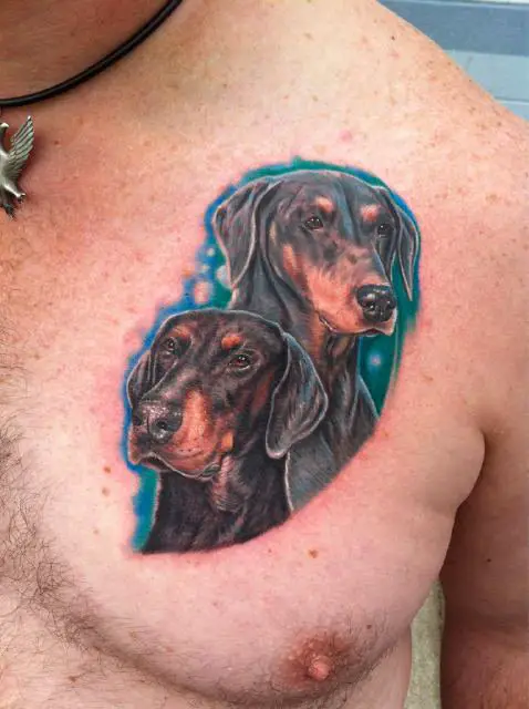 two realistic Dobermans tattoo on the chest of a man
