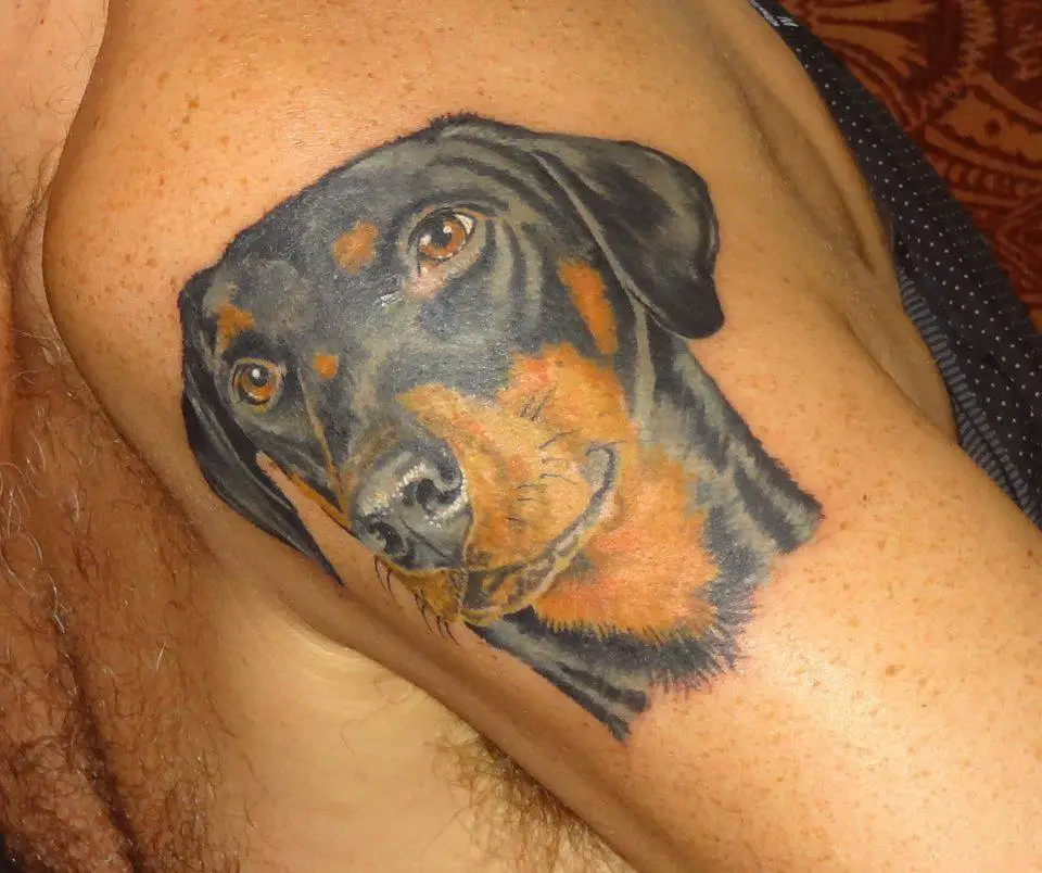 adorable face of a Doberman tattoo on the shoulder