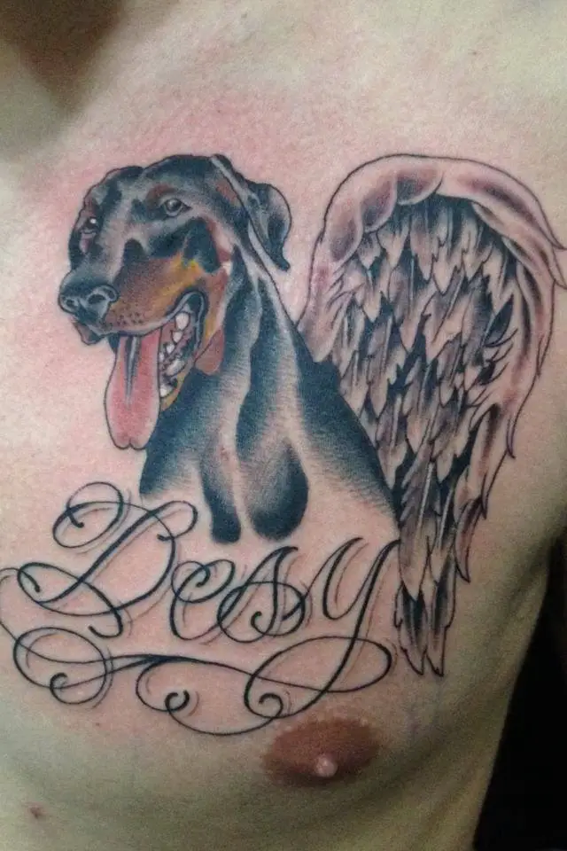 Doberman with ang wings tattoo on the chest