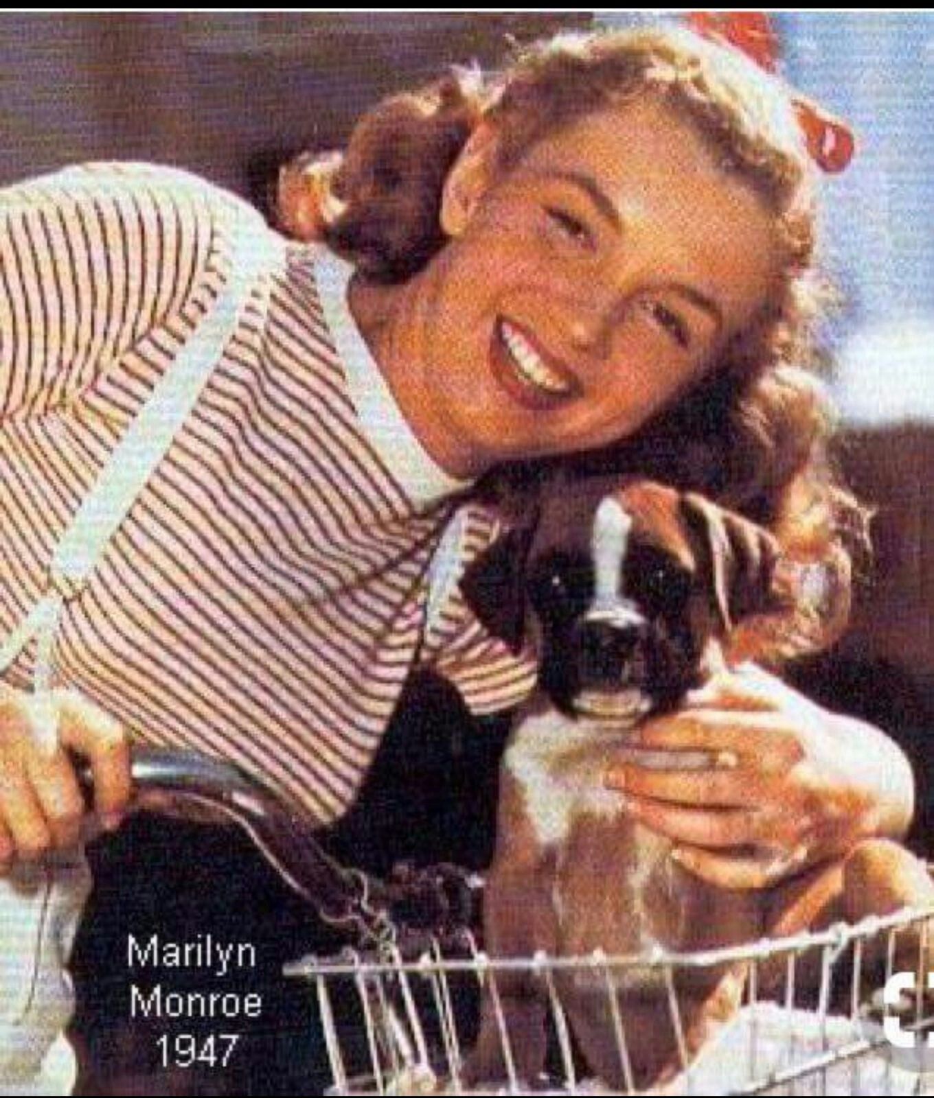 Marilyn Monroes with her Boxer puppy sitting inside the basket of a bike
