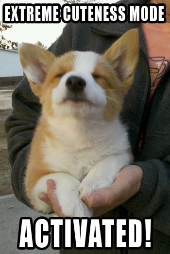 Corgi with its eyes close and a text 