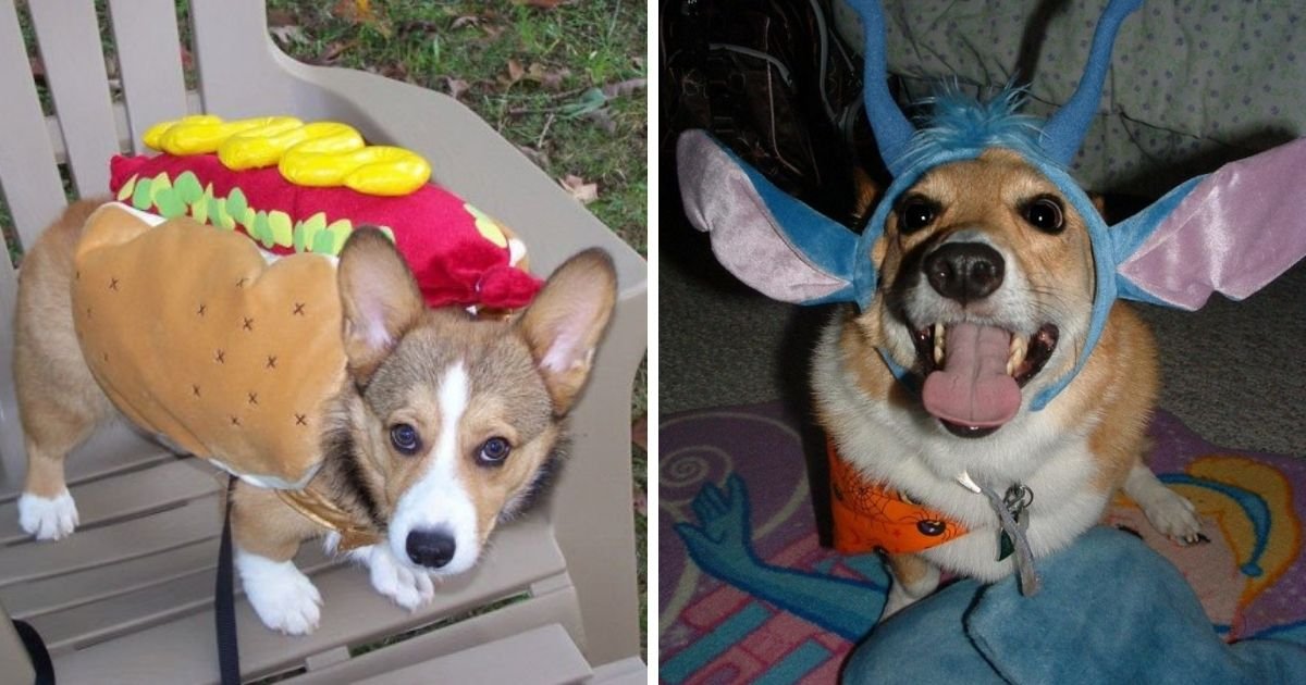 75+ Funny in Halloween Costumes The Paws