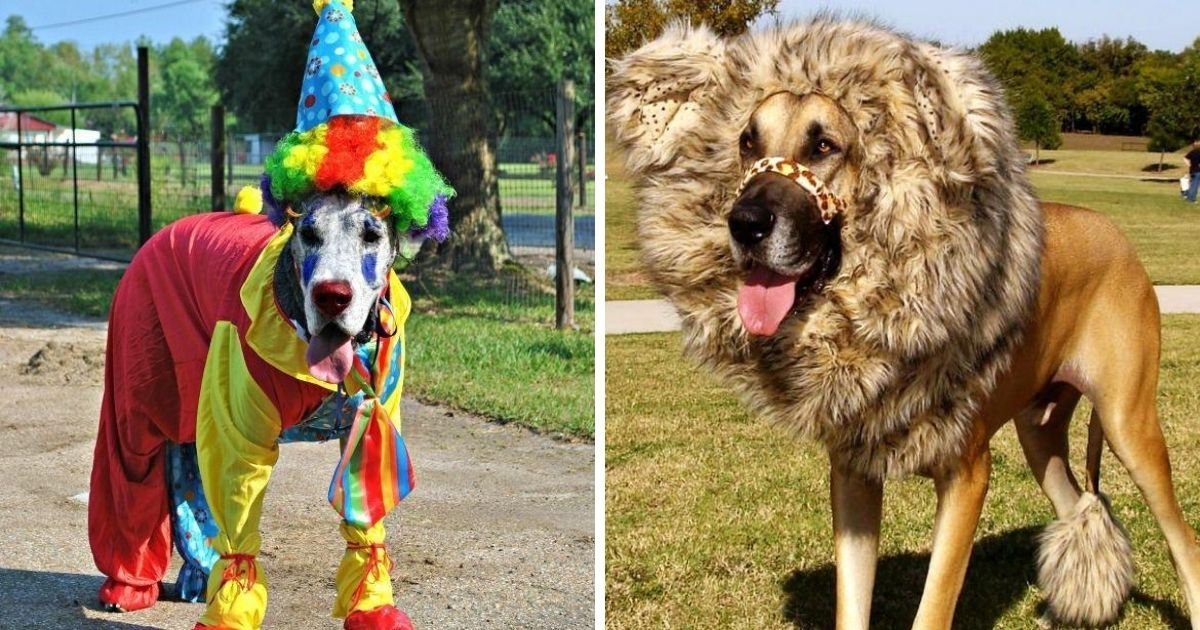 60+ Costumes That Prove Great Danes Always Win At Halloween The Paws