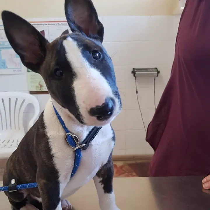 An English Bull Terrier puppy sitting on top of the grooming table with its sad face