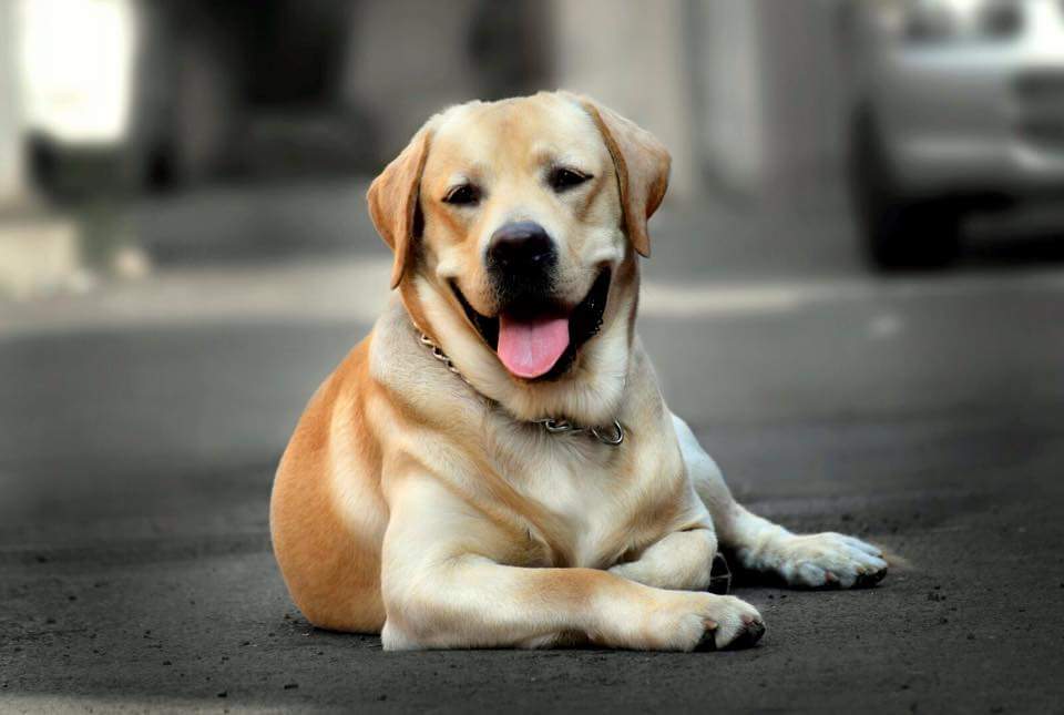 Labrador lying on the road with its tongue sticking out
