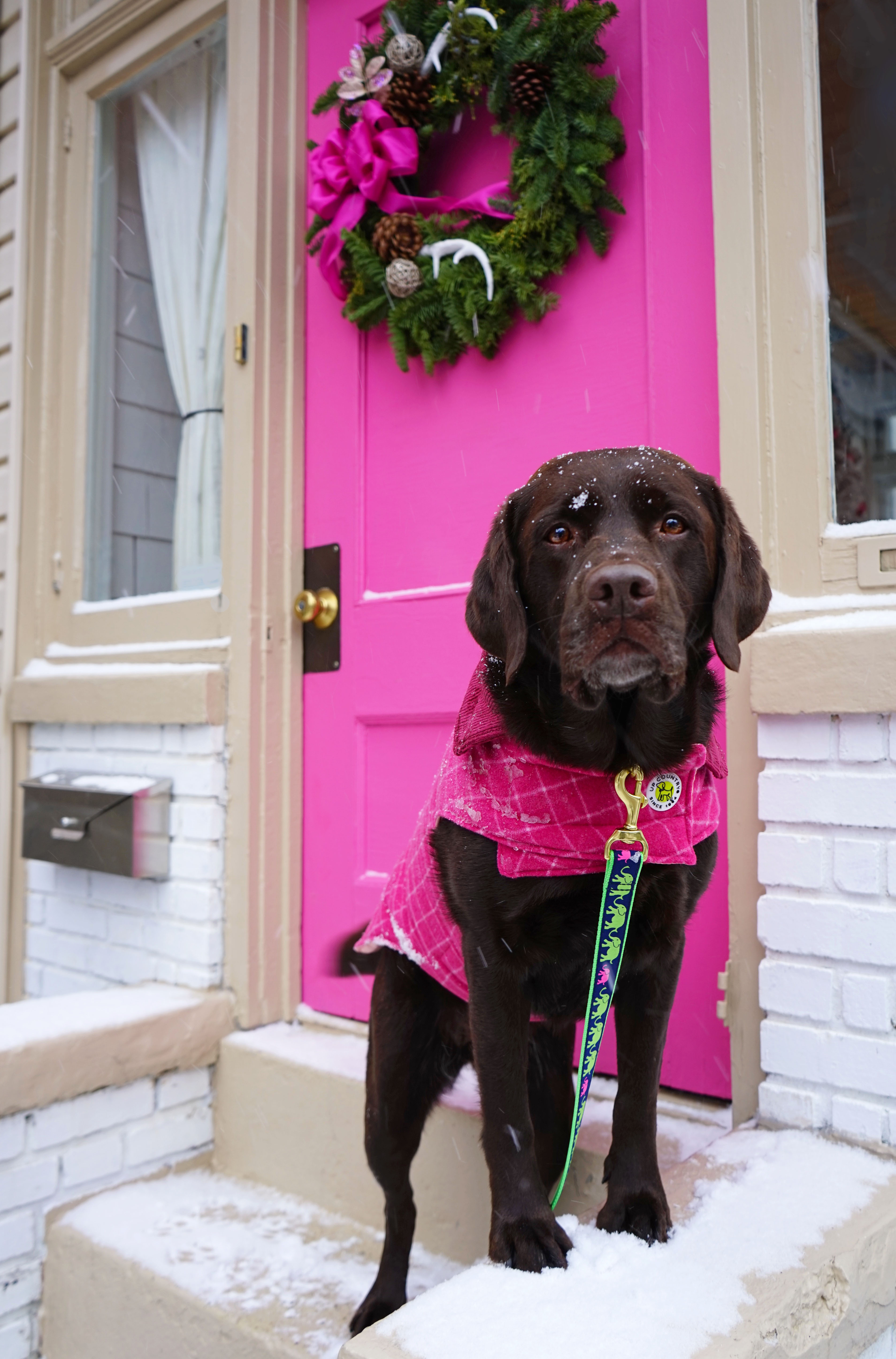 Labrador outdoor in snow wearing a cute pink sweater