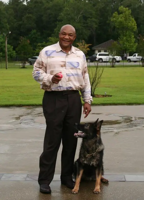 George Foreman at the park beside his German Shepherd looking at the ball in his hands