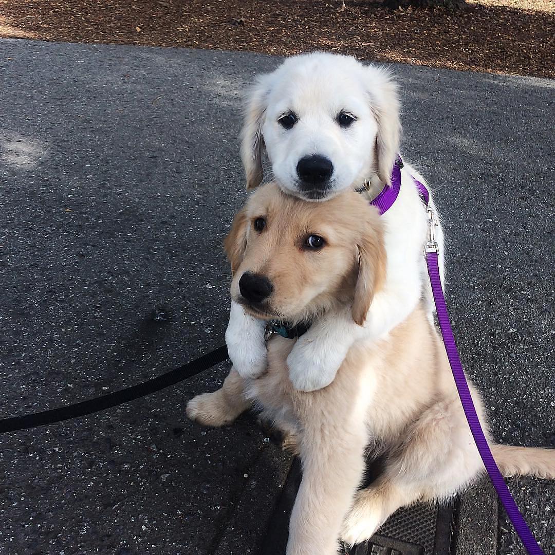 white Golden Retriever puppy hugging a yellow Golden Retriever puppy from the back