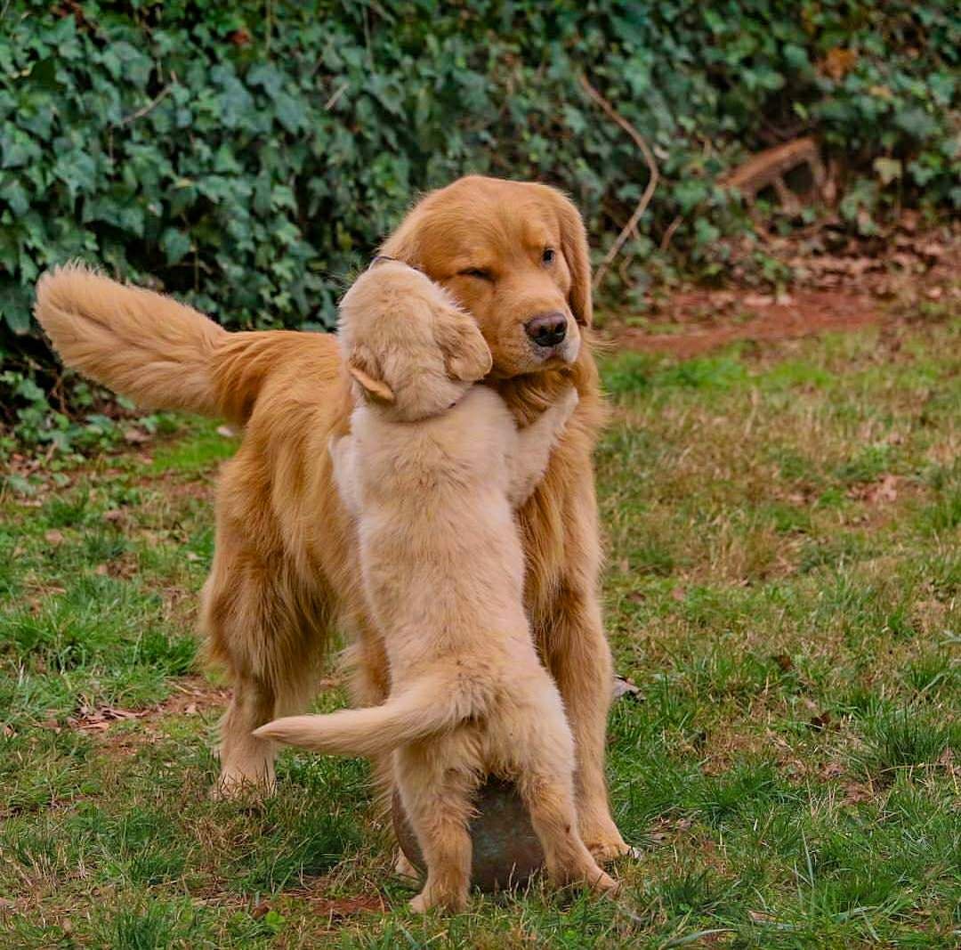 Golden Retriever puppy hugging a Golden Retriever adult