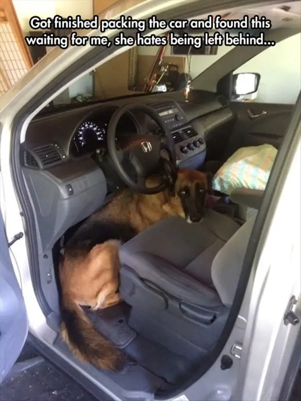 A German Shepherd sitting in the drivers seat with its sad face photo with text - Got finished packing the car and found this waiting for me, she hates being left behind...