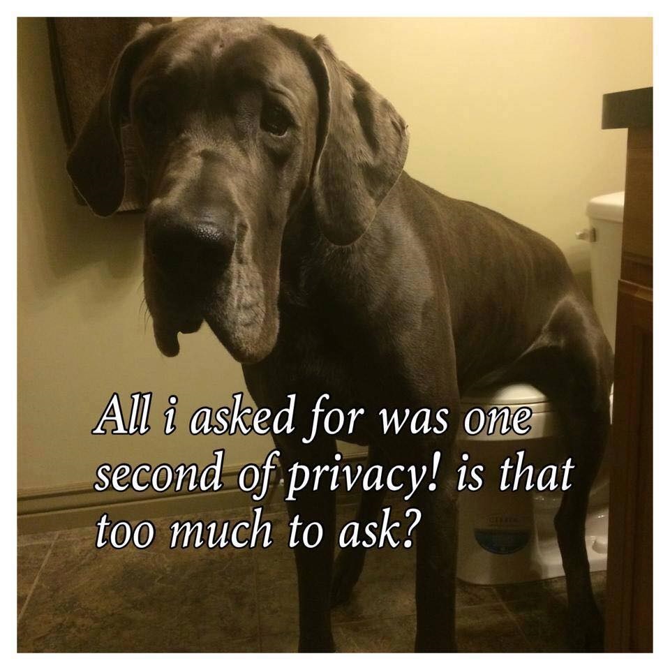 Great Dane sitting in the toilet photo with text - All I asked for was one second of privacy! is that too much to ask?