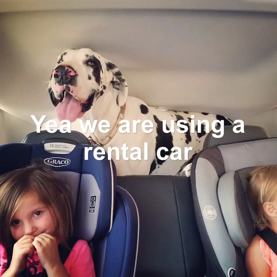 Great Dane standing in the car trunk behind the two girls sitting in the backseat photo with text - yea we are using the rental car