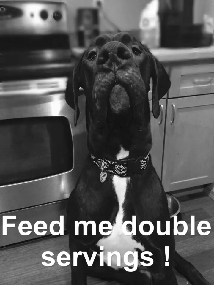 Great Dane sitting on the floor while looking up peeking at his food photo with text - Feed me double servings!