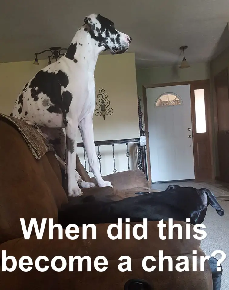 Great Dane sitting on the back of the couch photo with text - When did this become a chair?