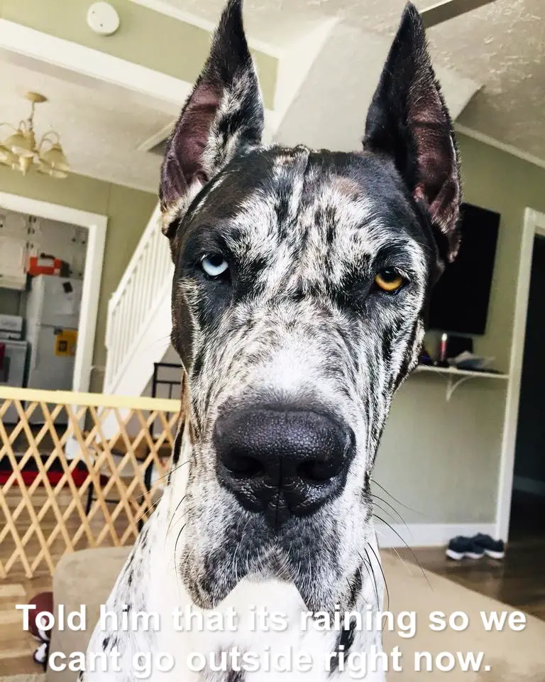 Great Dane sitting on the floor with its furious face photo with text - Told him that its raining so we can't go outside right now.