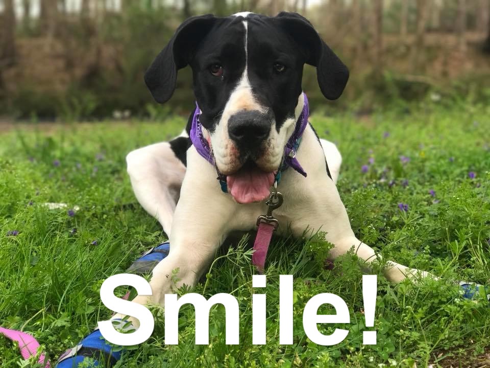 Great Dane lying on the green grass while panting photo with text - Smile!