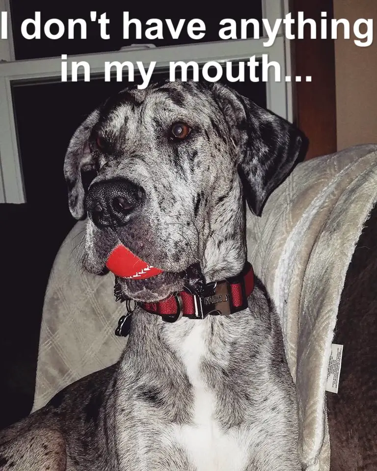 Great Dane sitting on the couch with a ball in its mouth photo with text - I don't have anything in my mouth...