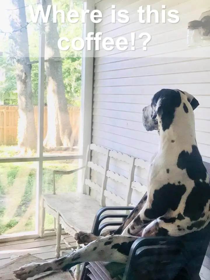 Great Dane sitting on the chair while looking outside through the glass wall photo with text Where is this coffee?!