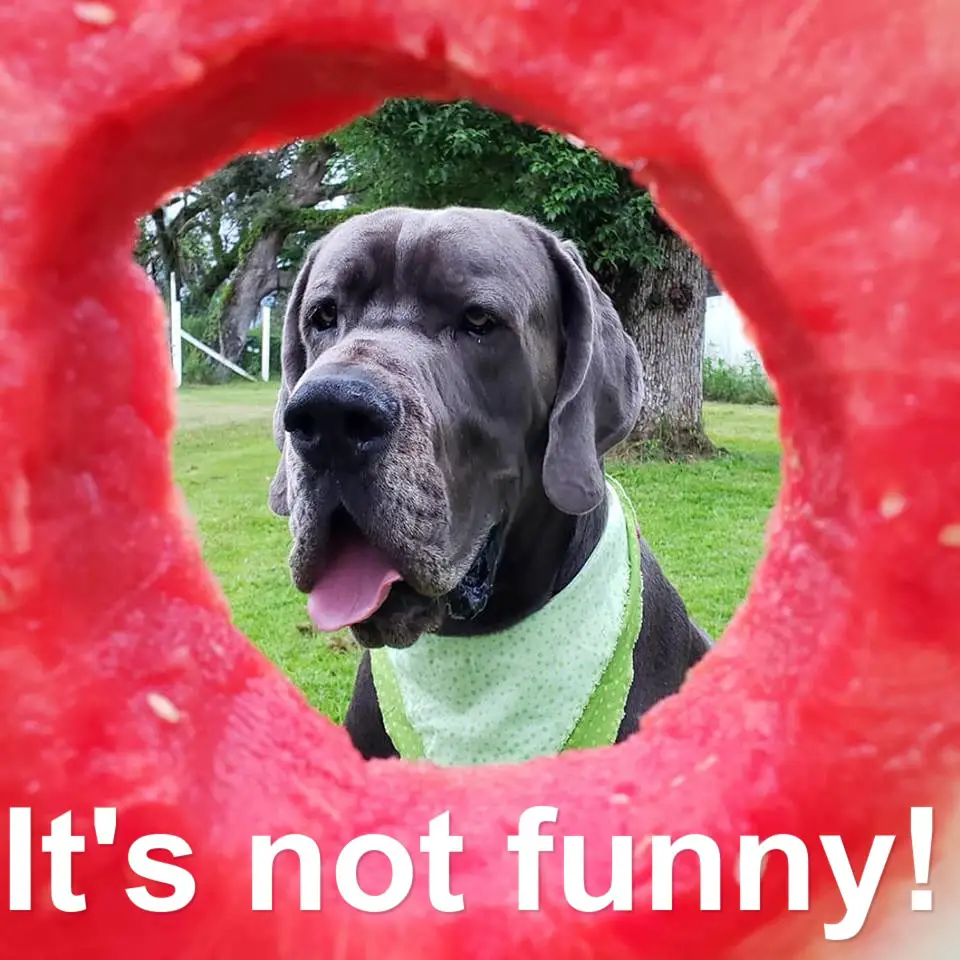 Great Dane face behind the watermelon hole photo with text - It's not funny!