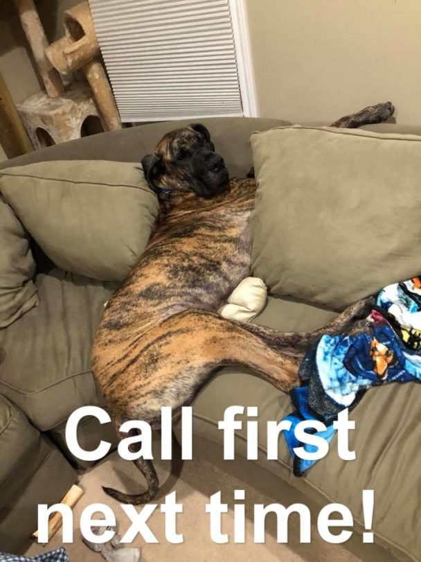 40+ Funny Great Dane Dog Memes of All Time Page 3 of 9 The Paws