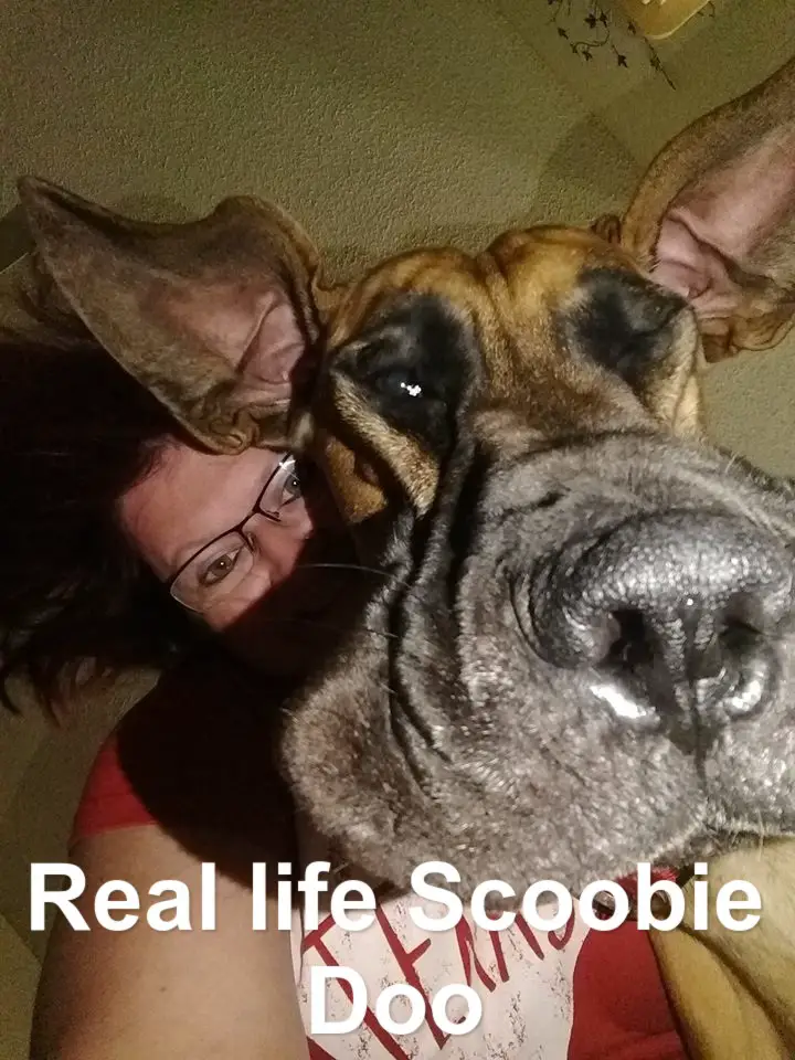 a woman lying on the floor while a Great Dane is is leaning next to her photo with text - Real-life Scoobie Doo!