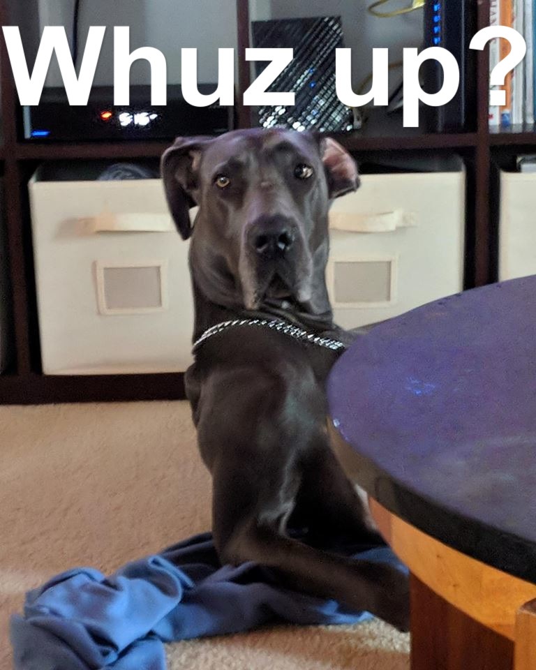 Great Dane on the floor while its elbows is supporting its head photo with text - Whuz up?