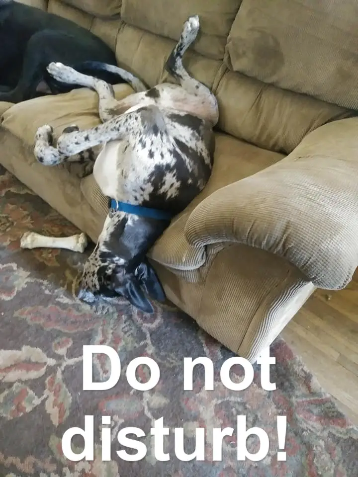 Great Dane lying on the couch with its head falling to the floor photo with text - Do not disturb!